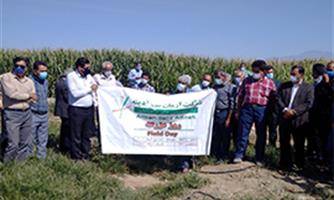 برگزاری روز مزرعه ذرت رقم LG3607، در استان کرمان، شهرستان ارزوئیه